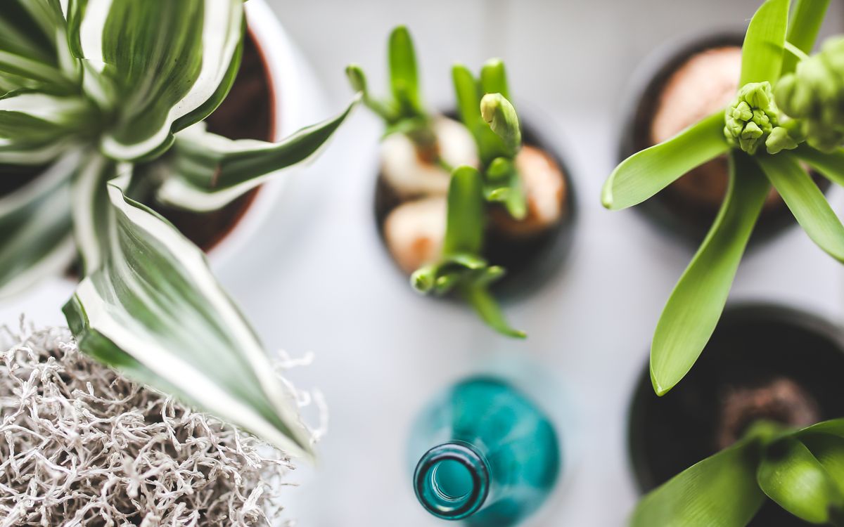 How Home Gardens are changing the way Americans cook food.