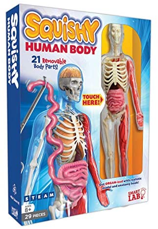 Toys and Games for Pre-Schoolers: SmartLab Toys Squishy Human Body, Multicolor, Standard